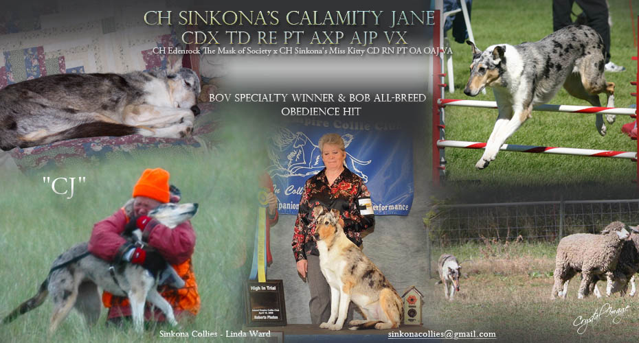 Sinkona Collies -- CH Sinkona's Calamity Jane CDX TD RE PT AXP AJP VX