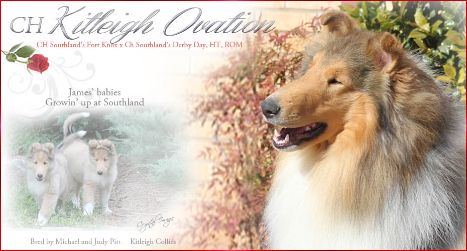 Kitleigh Collies -- CH Kitleigh Ovation