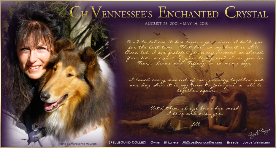 Spellbound Collies -- In loving memory of CH Vennessee's Enchanted Crystal
