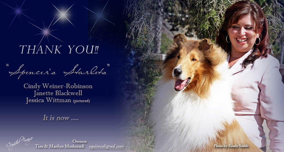 Squire Collies -- CH Chelsea T' Crown Legacy Of Squire, HIC