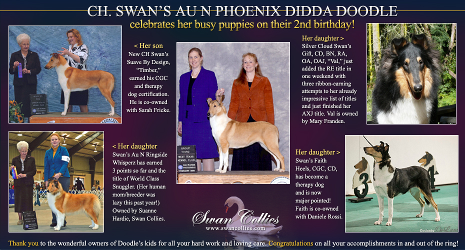 Swan Collies -- CH Swan's Au N Phoenix Didda Doodle
