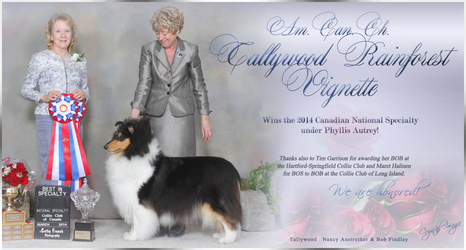 Tallywood Collies -- AM / CAN CH Tallywood Rainforest Vignette