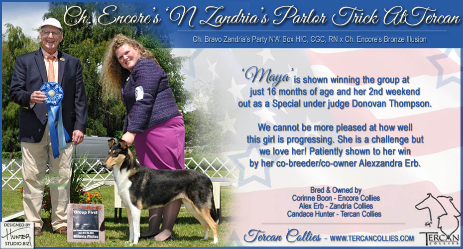 Encore Collies / Zandria Collies / Tercan Collies -- CH Encore's 'N Zandria's Parlor Trick At Tercan