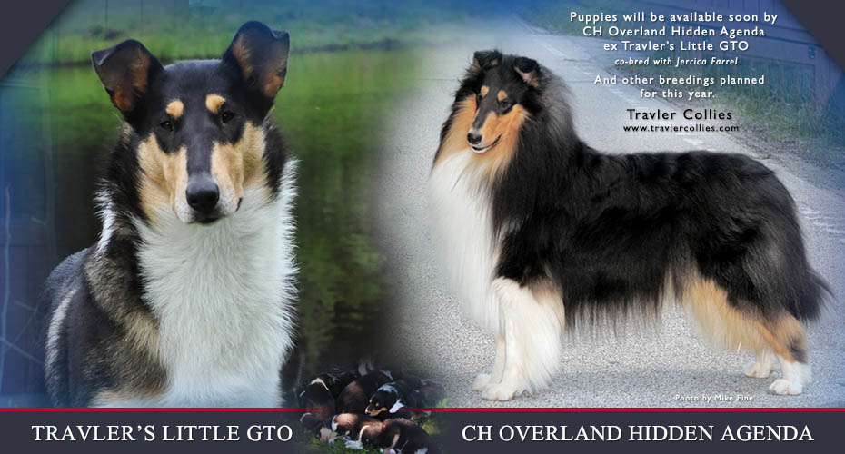 Travler Collies -- Travler's Little GTO and CH Overland Hidden Agenda