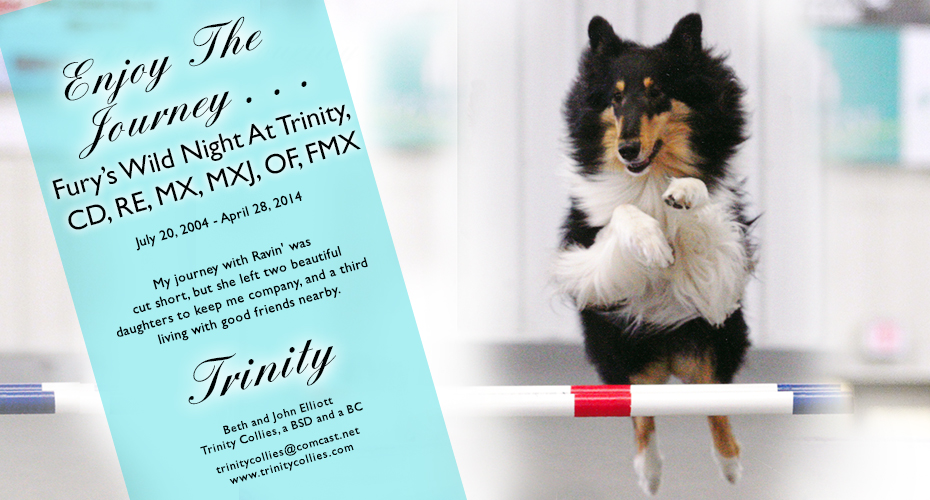 Trinity Collies -- In Loving Memory of Fury's Wild Night At Trinity, CD, RE, MX, MXJ, OF, FMX
