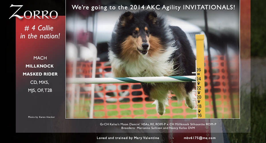 Mary Valentine -- MACH Millknock Masked Rider  CD, MXS, MJS, OF, T2B