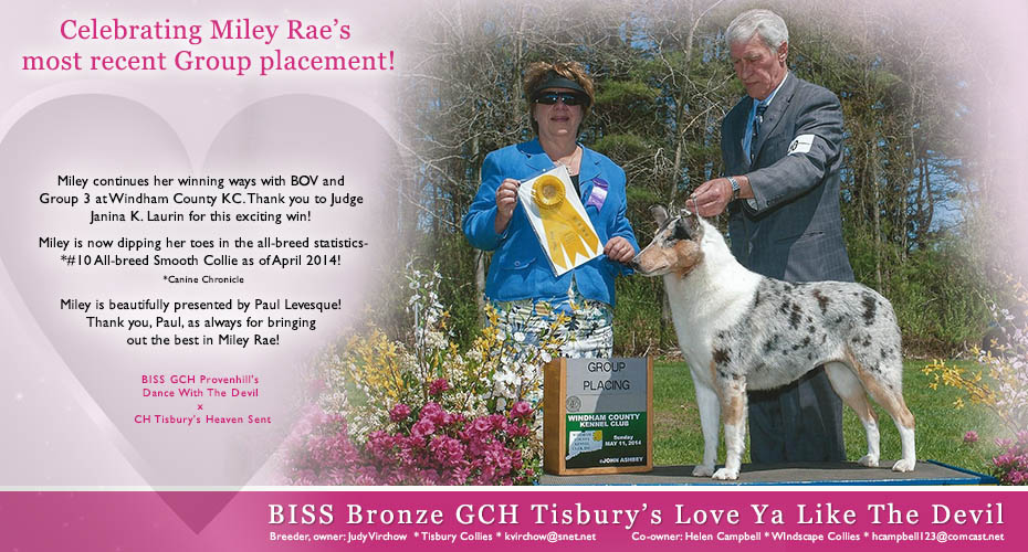 Windscape Collies -- Bronze GCH Tisbury's Love Ya Like The Devil