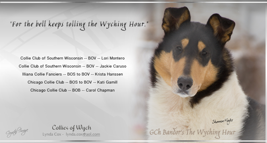 Collies Of Wych -- GCH Bandor's The Wyching Hour