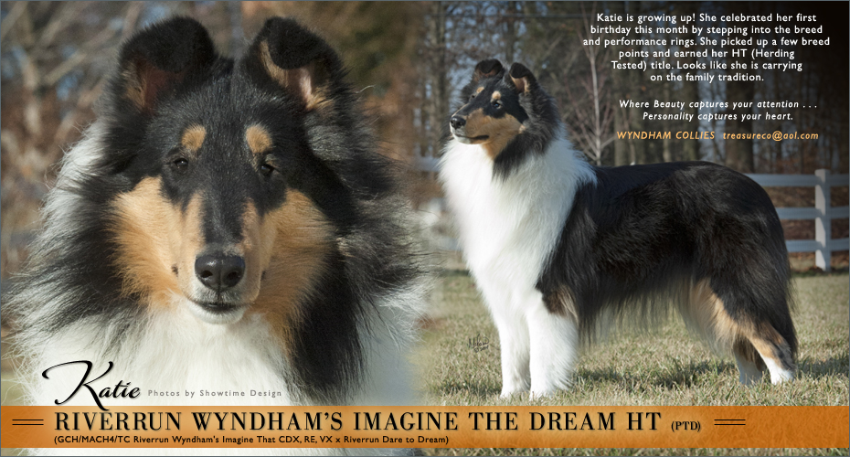Wyndham Collies -- Riverrun Wyndham's Imagine The Dream HT