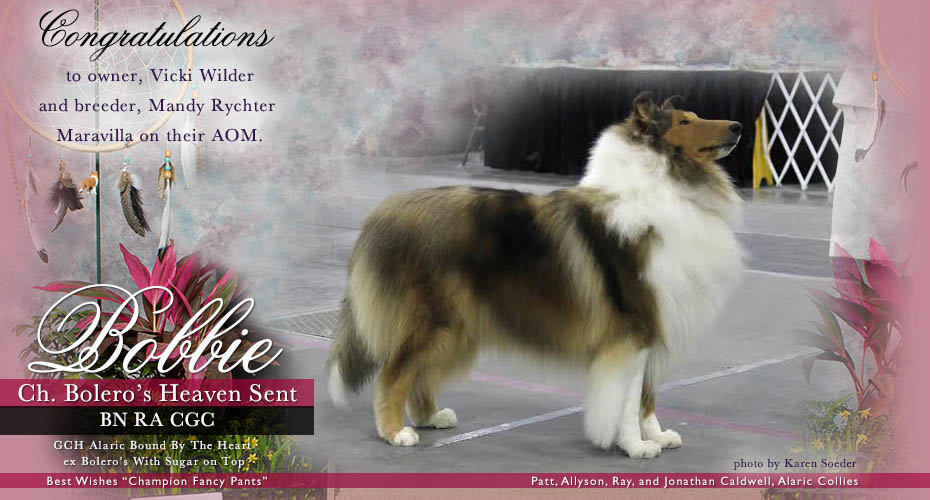 Alaric Collies --  CH Bolero's Heaven Sent BN RE CGC