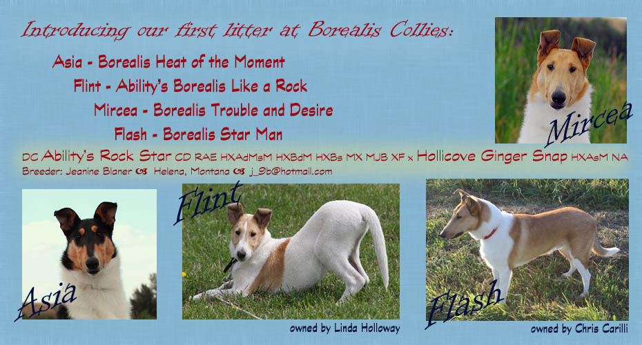 Borealis Collies -- Borealis Heat Of The Moment, Ability's Borealis Like A Rock, Borealis Trouble And Desire, Borealis Star Man