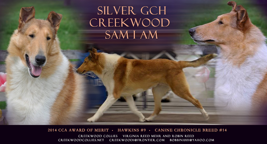 Creekwood Collies -- Silver GCH Creekwood Sam I Am