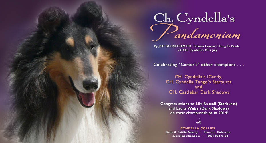 Cyndella Collies -- CH Cyndella's Pandamonium