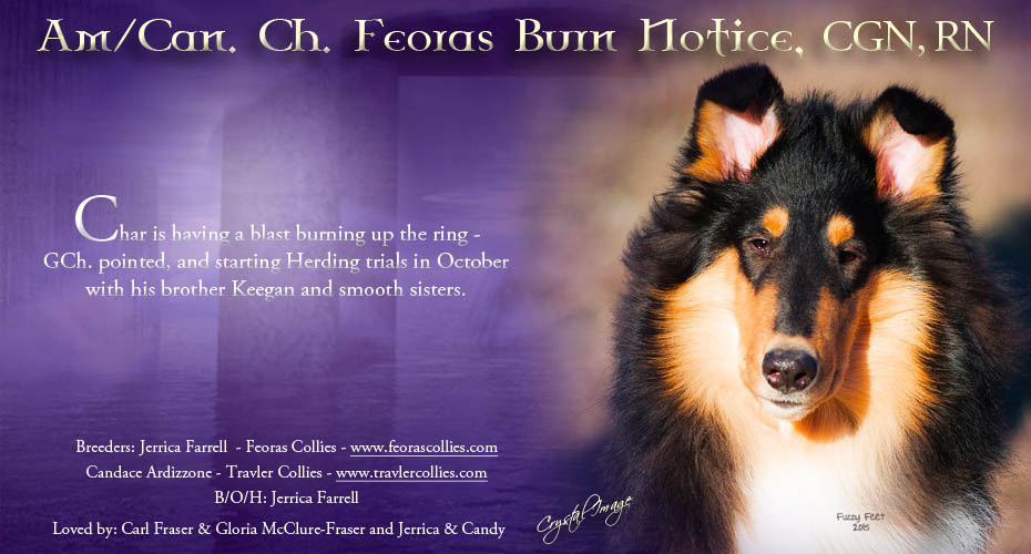 Feoras Collies / Travler Collies -- AM/CAN CH Feoras Burn Notice CGC, RN