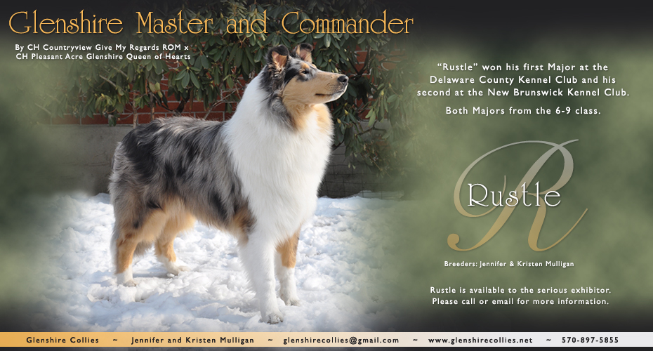 Glenshire Collies -- Glenshire Master And Commander