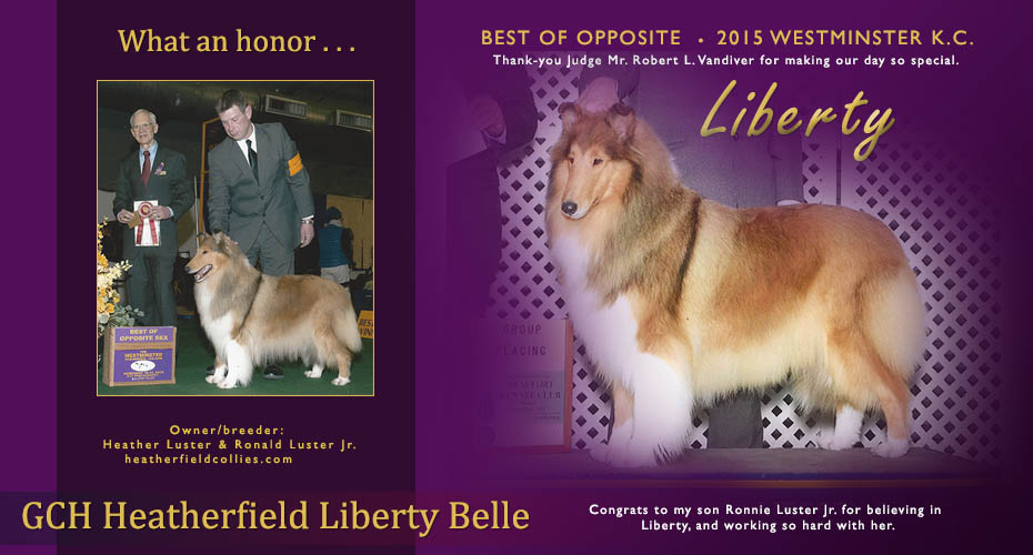 Heatherfield Collies -- GCH Heatherfield Liberty Belle