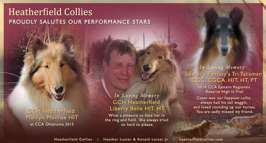 Heatherfield Collies 