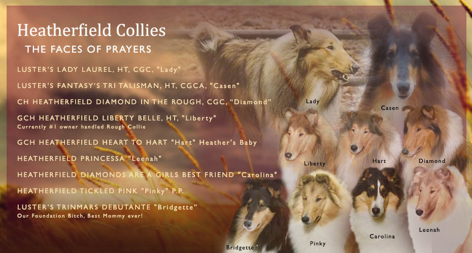 Heatherfield Collies -- Heatherfield Tickled Pink