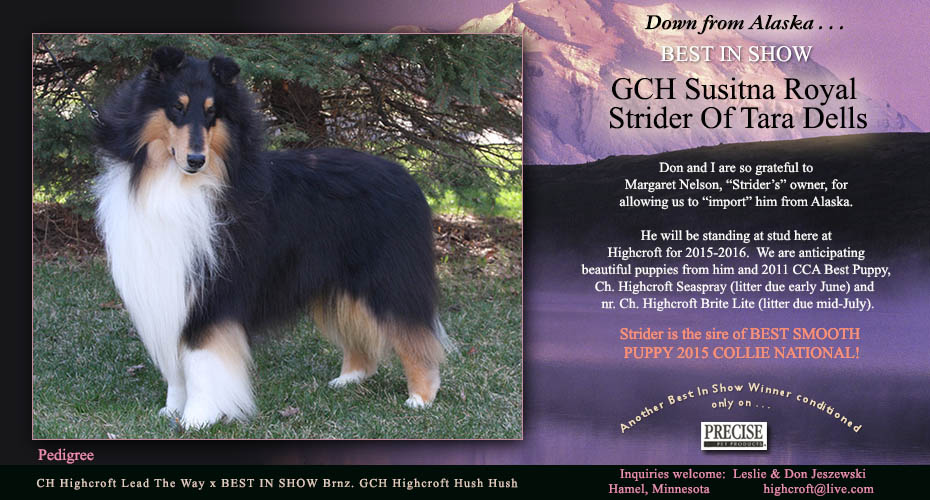 Highcroft Collies -- GCH Susitna Royal Strider Of Tara Dells