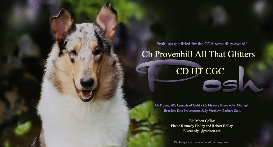 Blu Moon Collies -- CH Provenhill All That Glitters CD HT CGC