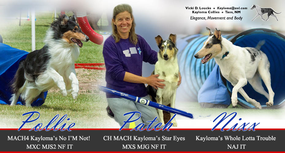 Kayloma Collies -- MACH4 Kayloma's No I'M Not! MXC MJS2 NF IT, CH MACH Kayloma's Star Eyes MXS MJG NF IT and  Kayloma's Whole Lotta Trouble NAJ IT

