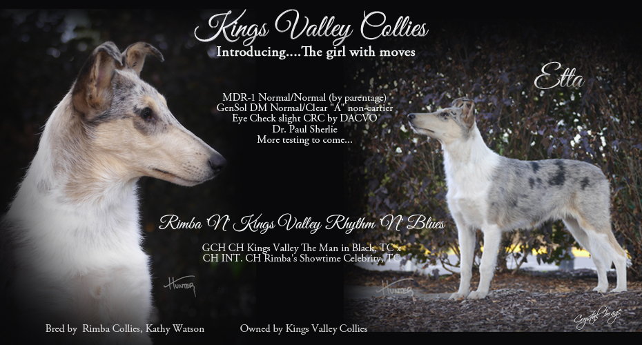 Kings Valley Collies -- Rimba N Kings Valley Rhythm N Blues