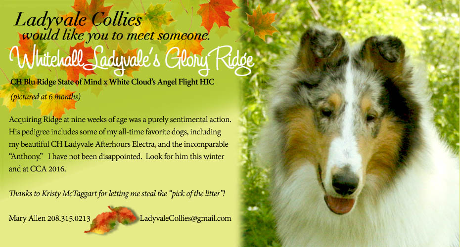 Ladyvale Collies -- Whitehall Ladyvale's Glory Ridge
