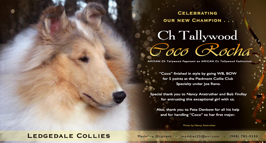 Ledgedale Collies -- CH Tallywood Coco Rocha