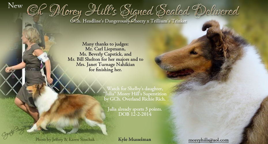 Morey Hills Collies -- CH Morey Hill's Signed Sealed Delivered