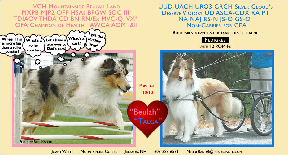Mountainside Collies -- VCH Mountainside Beulah Land MXPB MJP2 OFP HSAs BPGW SOC III  TDIAOV THDA CD BN RN/Ex  MVC-Q  VX*  OFA Champion of Health   AWCA AOM I&II 
 