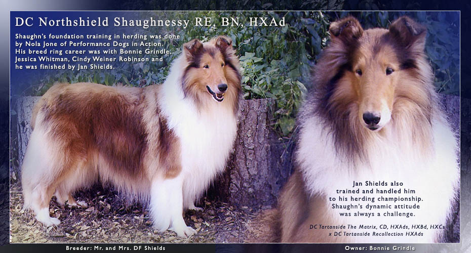 Northshield Collies -- DC Northshield Shaughnessy RE, BN, HXAd, HIAs