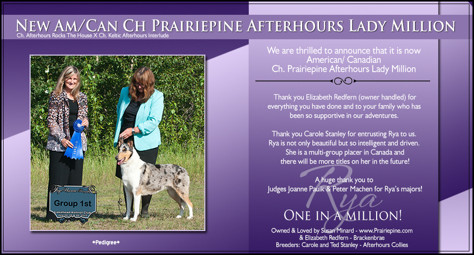 Prairiepine Collies -- AM / CAN CH Prairiepine Afterhours Lady Million 