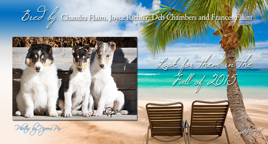 Qualteri Collies / Lazurite Collies 