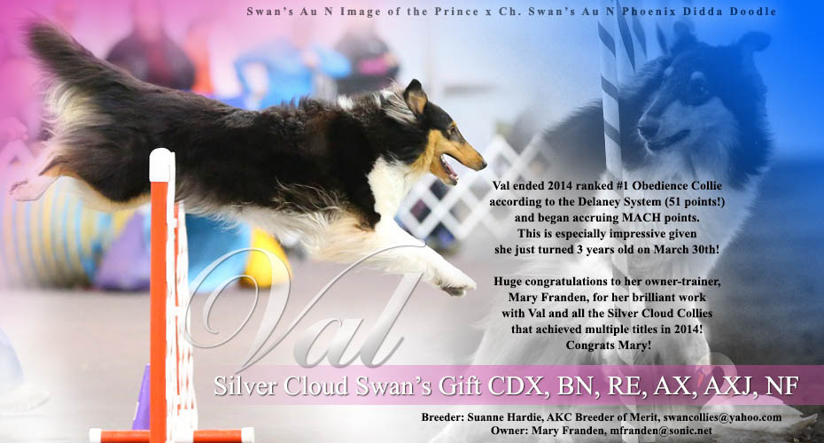 Swan Collies -- Silver Cloud Swan&rsquo;s Gift CDX, BN, RE, AX, AXJ, NF