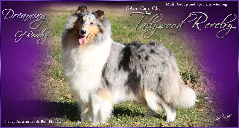 Tallywood Collies -- AM GCH / CAN CH /  Tallywood Revelry