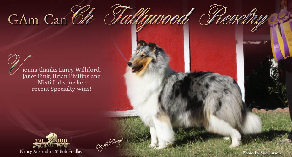 Tallywood Collies -- AM GCH / CAN CH /  Tallywood Revelry