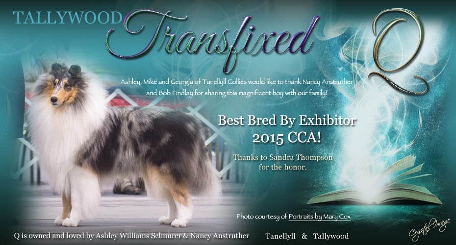 Tanellyll Collies /  Tallywood Collies -- Tallywood Transfixed