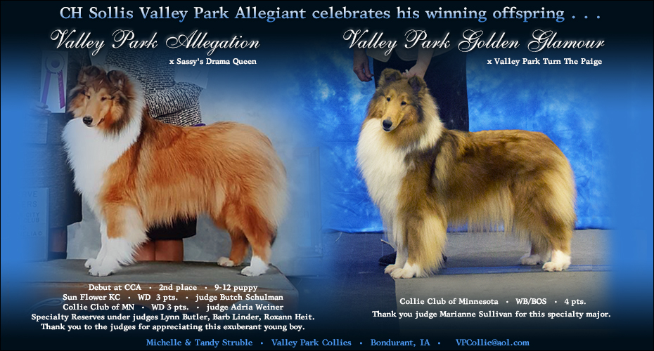 Valley Park Collies -- Valley Park Allegation and Valley Park Golden Glamour