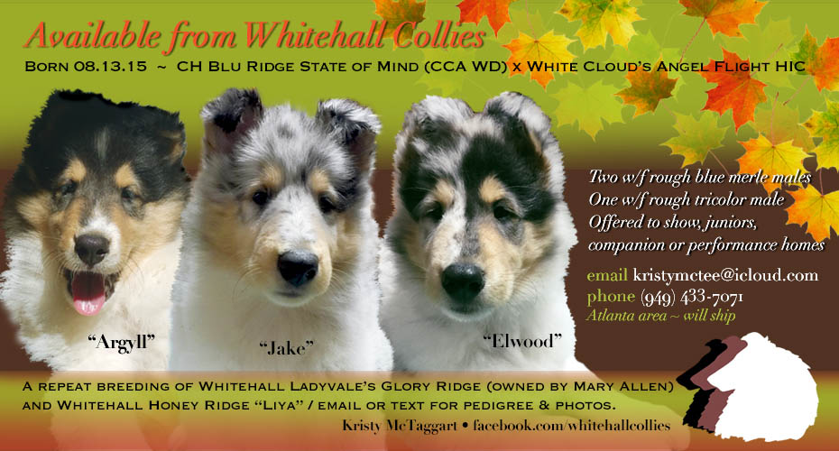 Whitehall Collies 