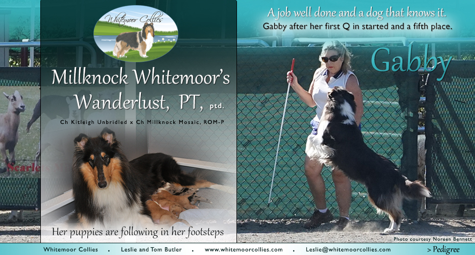Whitemoor Collies -- Millknock's Whitemoor's Wanderlust, PT