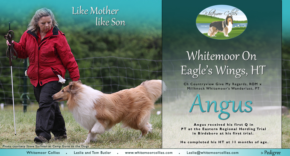 Whitemoor Collies -- Whitemoor On Eagle's Wings, HT