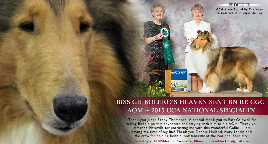 Vicki Wilder -- CH Bolero's Heaven Sent BN RE CGC