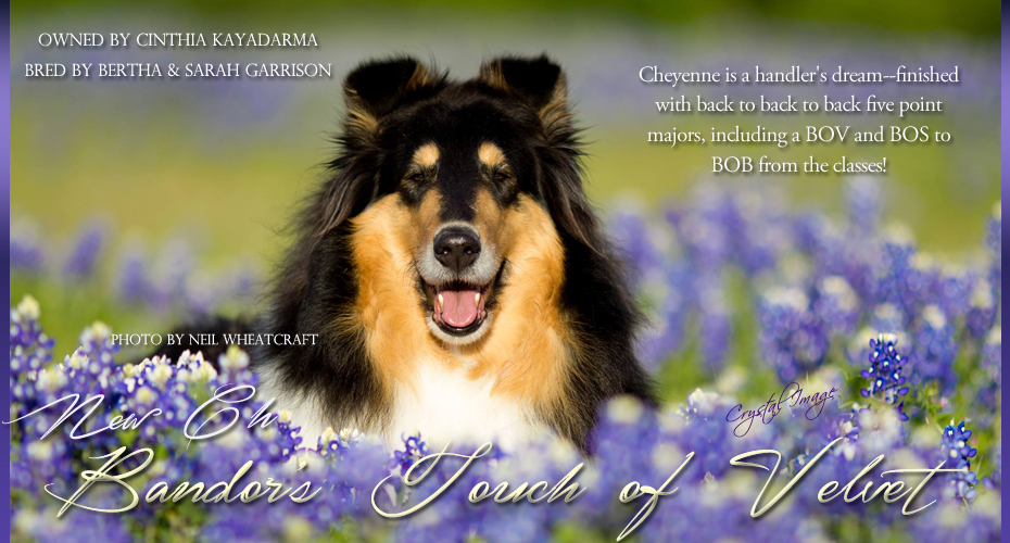 Collies Of Wych -- CH Bandors Touch Of Velvet