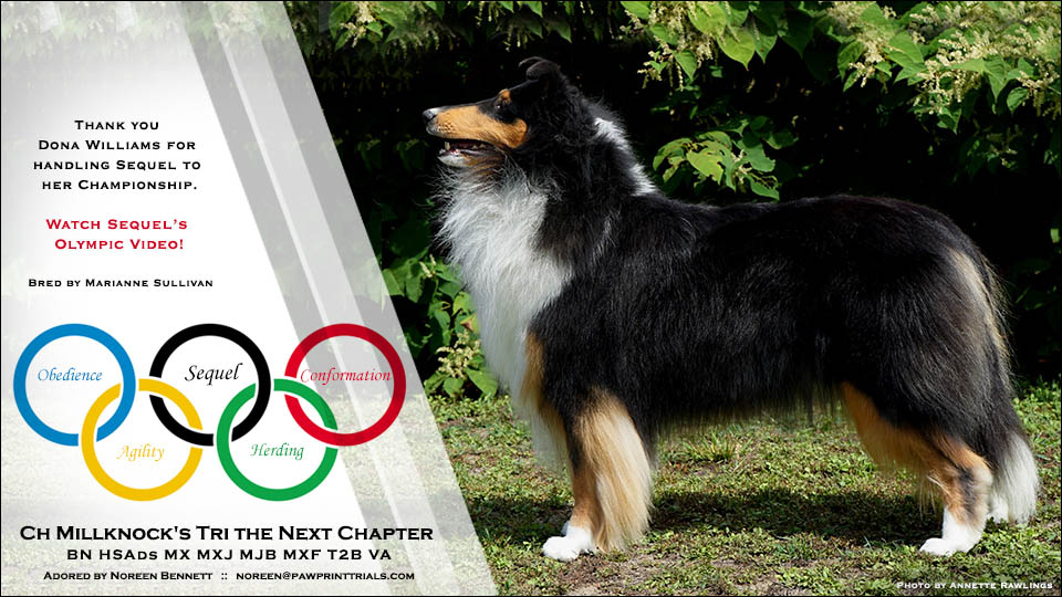 Noreen Bennett -- CH Millknock's Tri The Next Chapter BN HSAds MX MXJ MJB MXF T2B VA