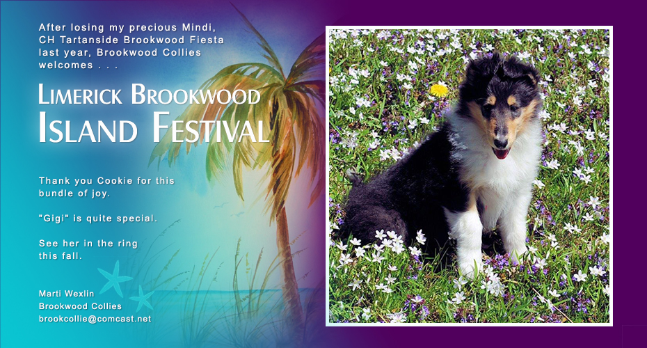 Brookwood Collies -- Limerick Brookwood Island Festival