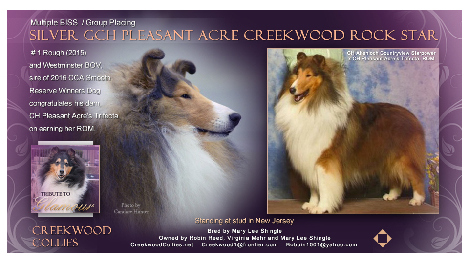Creekwood Collies -- Tribute to CH Pleasant Acre's Trifecta, ROM (Silver GCH Pleasant Acre Creekwood Rockstar)