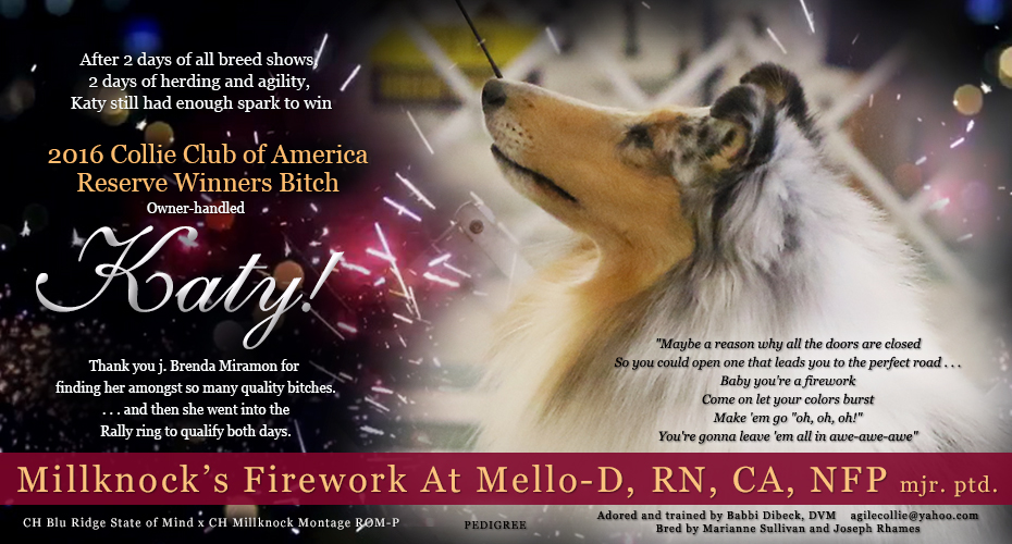 Mello-D Collies -- Millknock's Firework At Mello-D, RN, CA, NFP