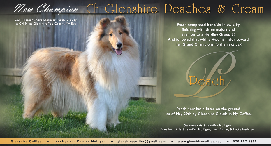 Glenshire Collies -- CH Glenshire Peaches And Cream