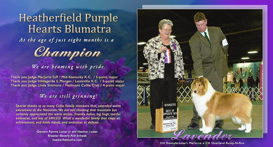 Heatherfield Collies -- CH Heatherfield Purple Hearts Blumatra