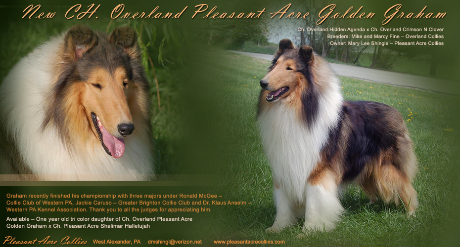 Pleasant Acre Collies -- CH Overland Pleasant Acre Golden Graham